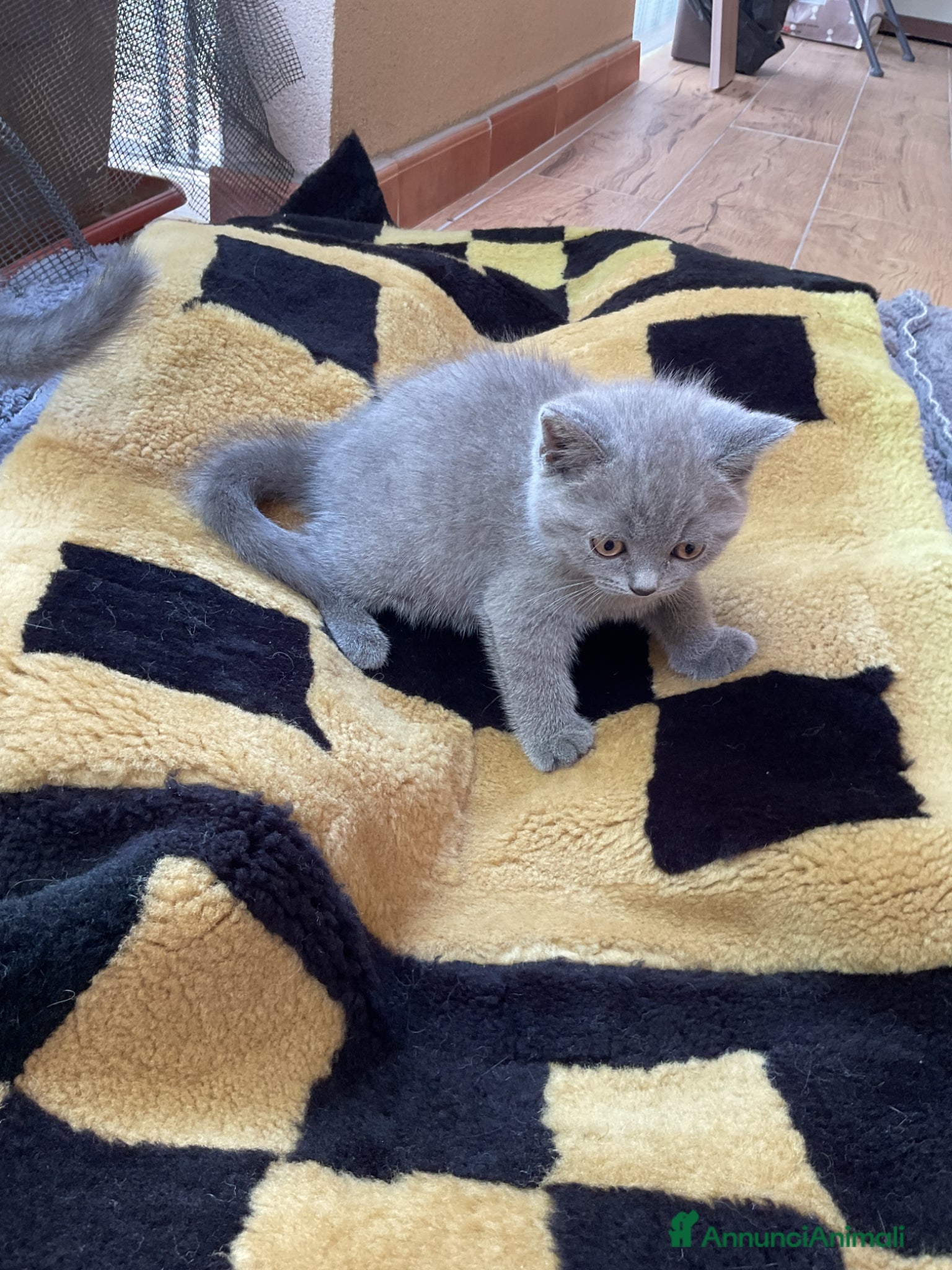 Scottish gatti Gattino scottish - Annuncio 21