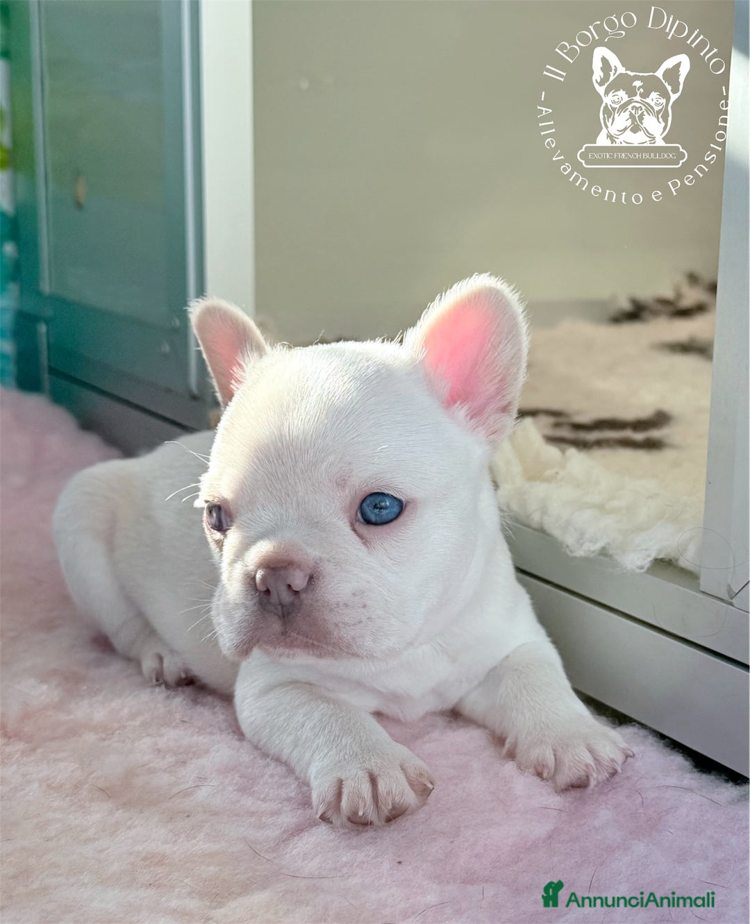 Bulldog Francese cani in vendita: Cuccioli Bulldog francese esotico - Annuncio 2