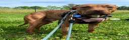 Meticcio cani in regalo: ALMA MAMMINA PIT - Annuncio 5