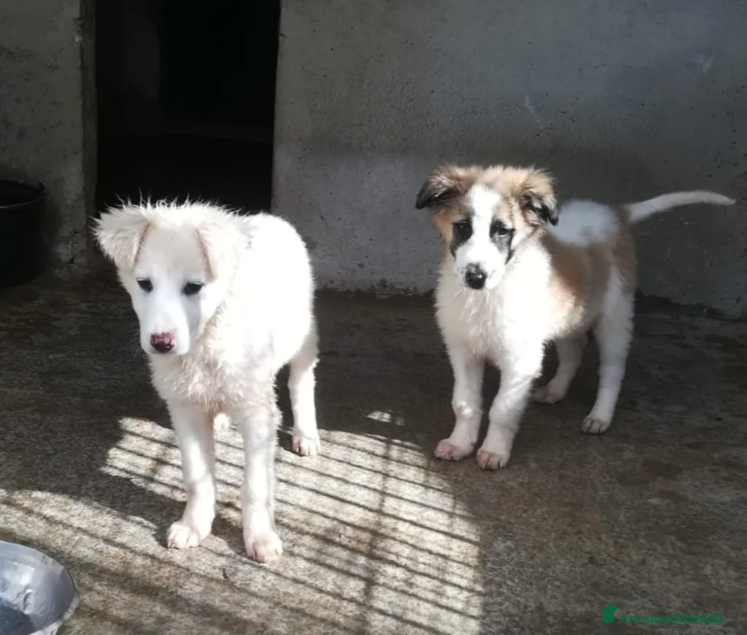 Meticcio cani in regalo: CARAMELLO E BISCOTTO  - Annuncio 3