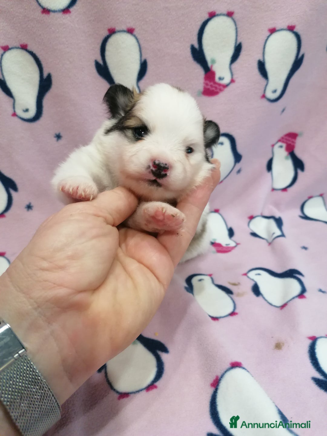 Volpino Pomerania cani in vendita: Volpino Pomerania  - Annuncio 16