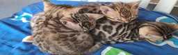 Bengala gatti in vendita: Bengala cuccioli  - Annuncio 5