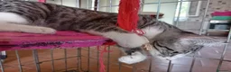 Europeo gatti in regalo: gatti cuccioli 2 mesi cercano casa❤️ - Annuncio 10