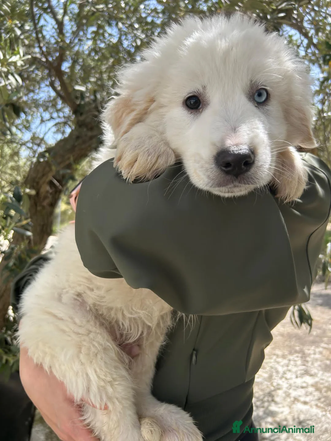 Meticcio cani in regalo: HULK, HELKAN, HULME, KENIA, ZORA E ZENO - Annuncio 7