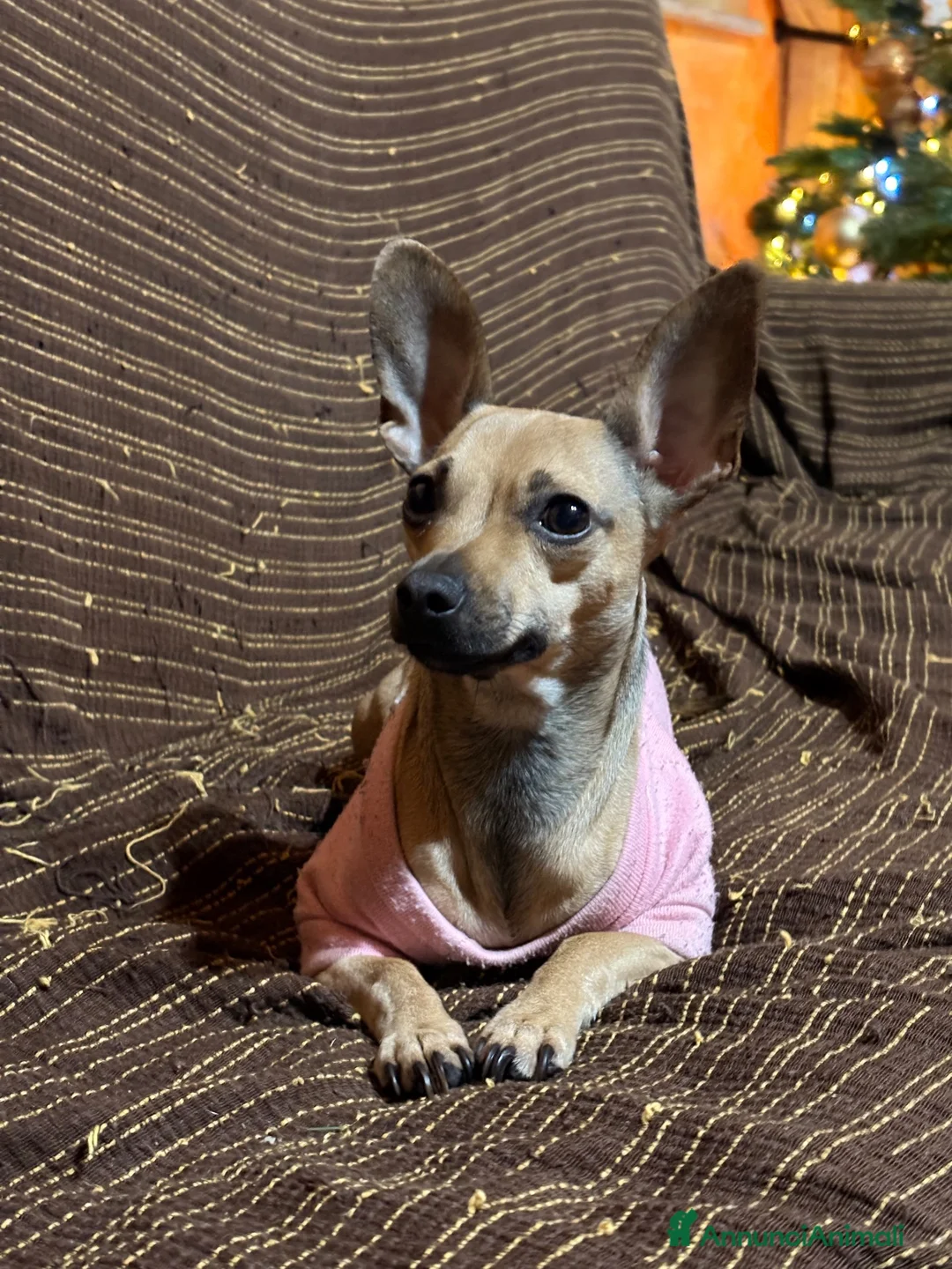 Pinscher Tedesco cani in vendita: Cuccioli di pincher a Città metropolitana di Messina - Annuncio 1