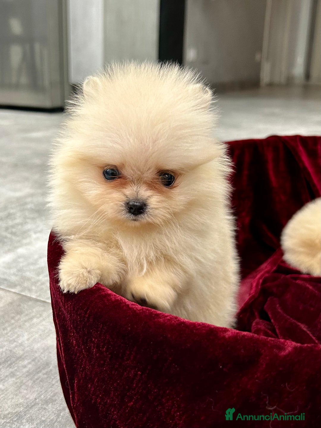 Spitz cani in vendita: Spitz tedesco nano - Annuncio 3