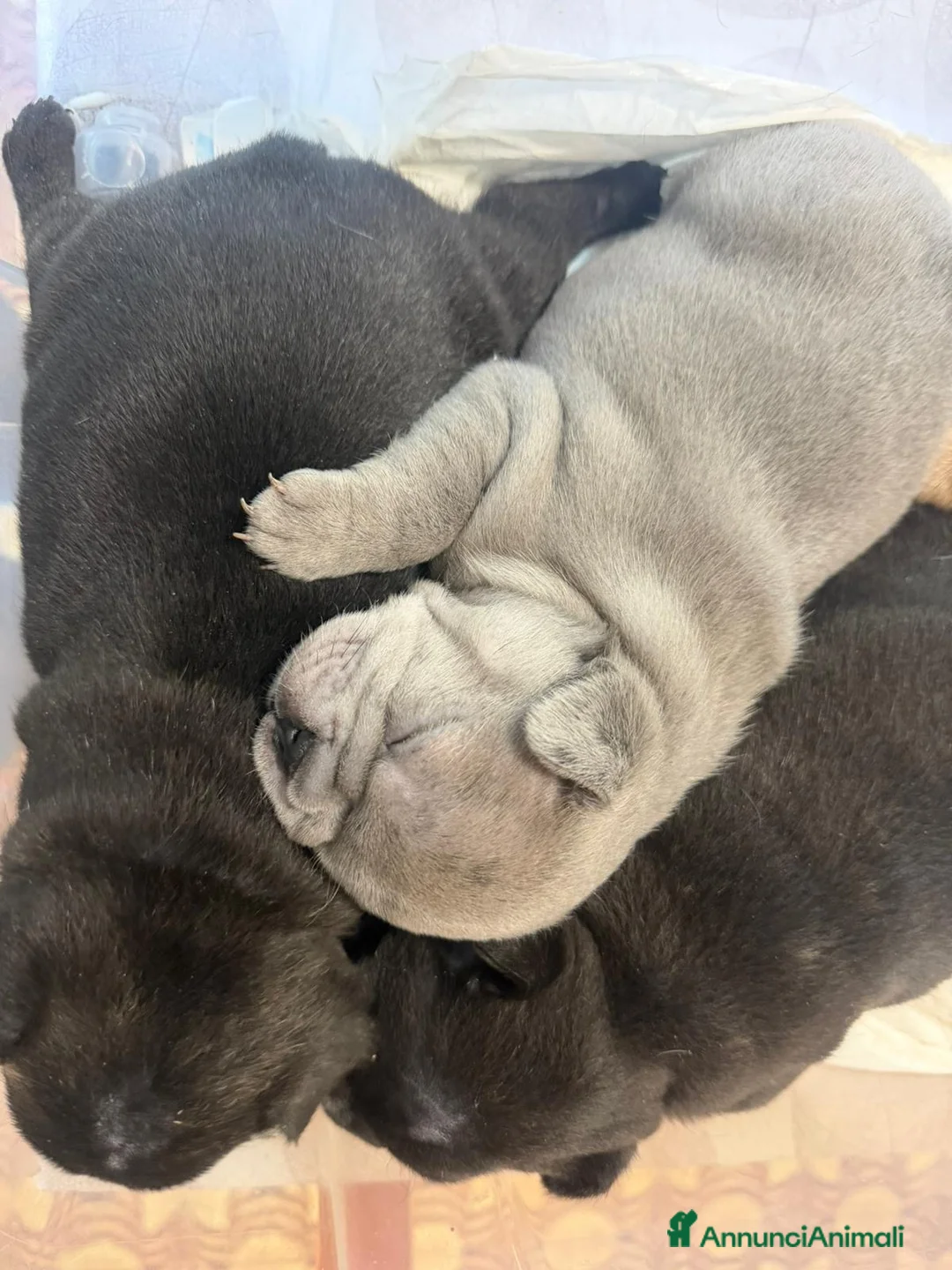 Bulldog Francese cani in vendita: bulldog francese  - Annuncio 2