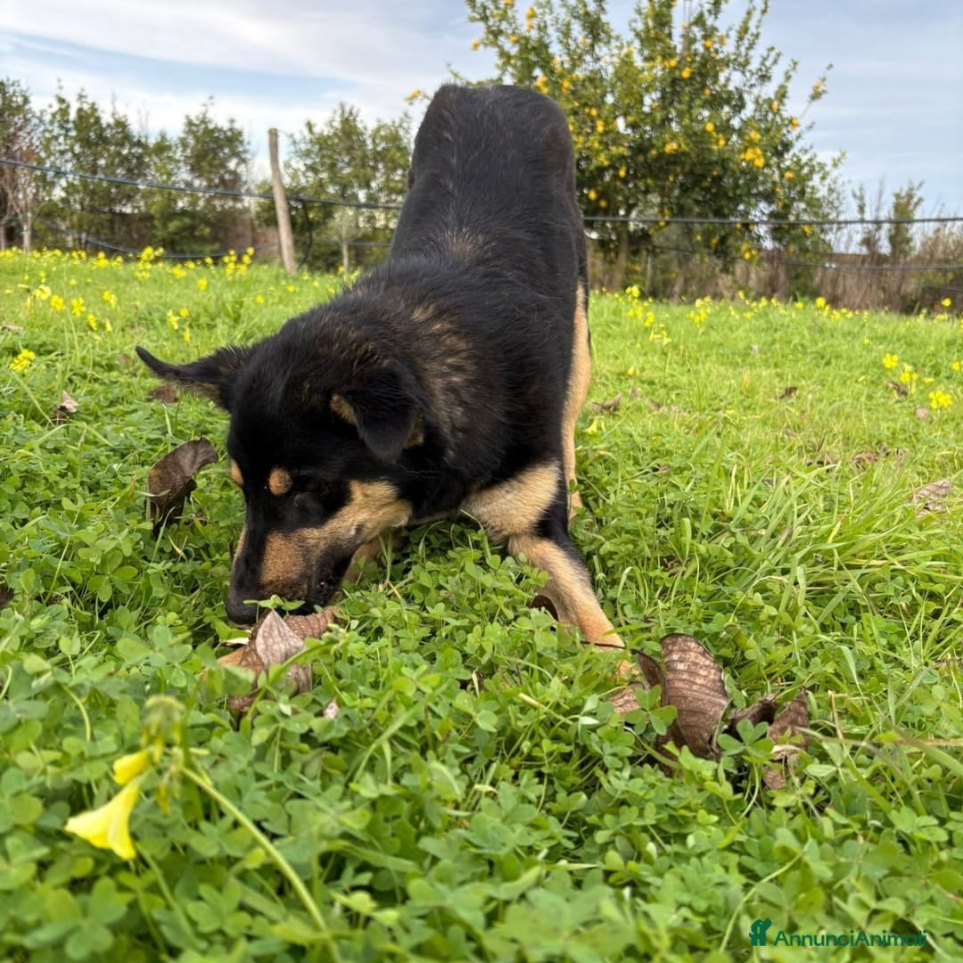Meticcio cani in regalo: ADA 🩷 -cucciola bellissima ha bisogno di una casa - Annuncio 6