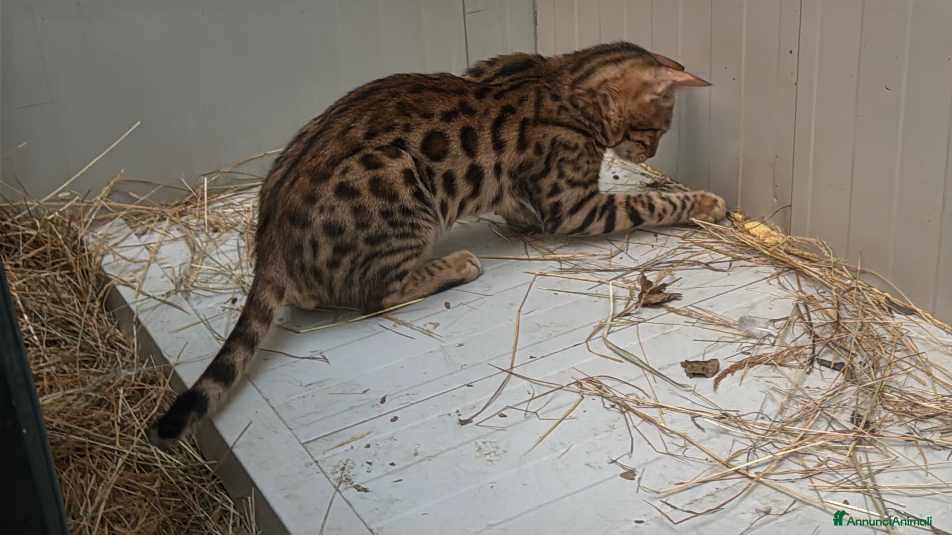 Bengala gatti Maschietto di Bengal (Tristan) - Annuncio 4