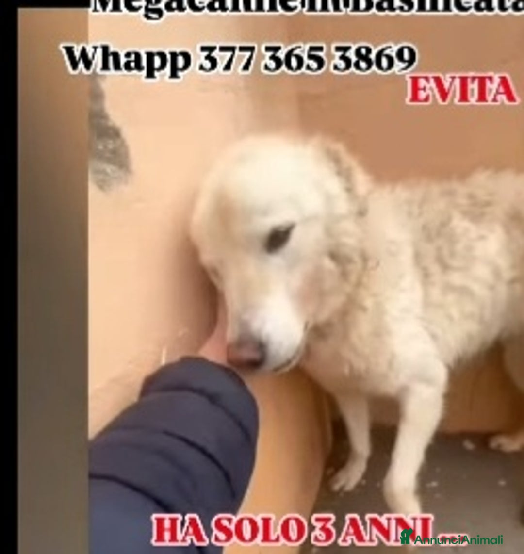 Meticcio cani in regalo: Evita 3anni ENTRATA CUCCIOLA IN 1MEGACANILE.BASIL a Città metropolitana di Milano - Annuncio 3