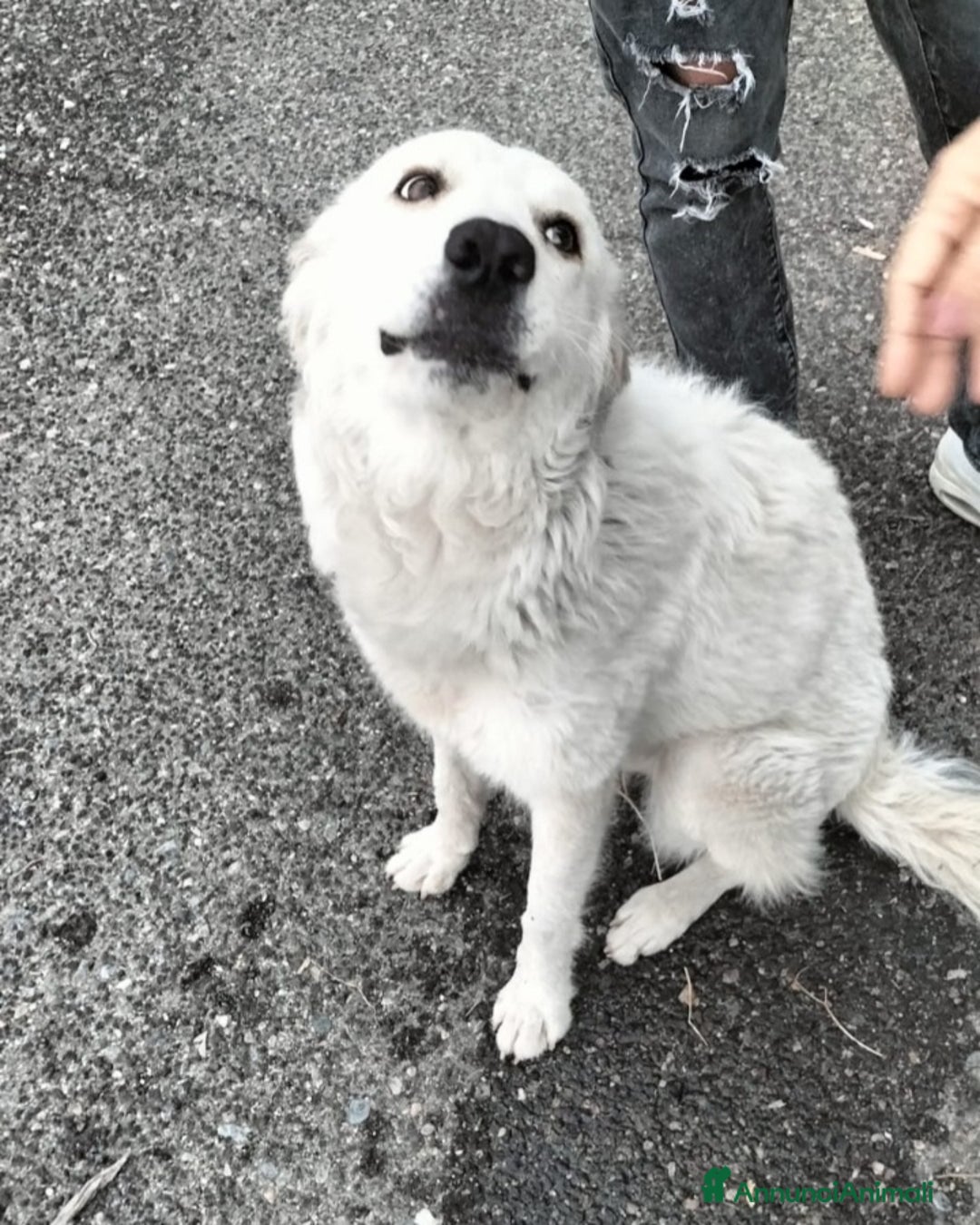 Meticcio cani in regalo: Bianca meno di 1anno kg22 meravigliosa. CATANIA - Annuncio 1