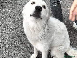 Meticcio cani Bianca meno di 1anno kg22 meravigliosa. CATANIA - Annuncio 24