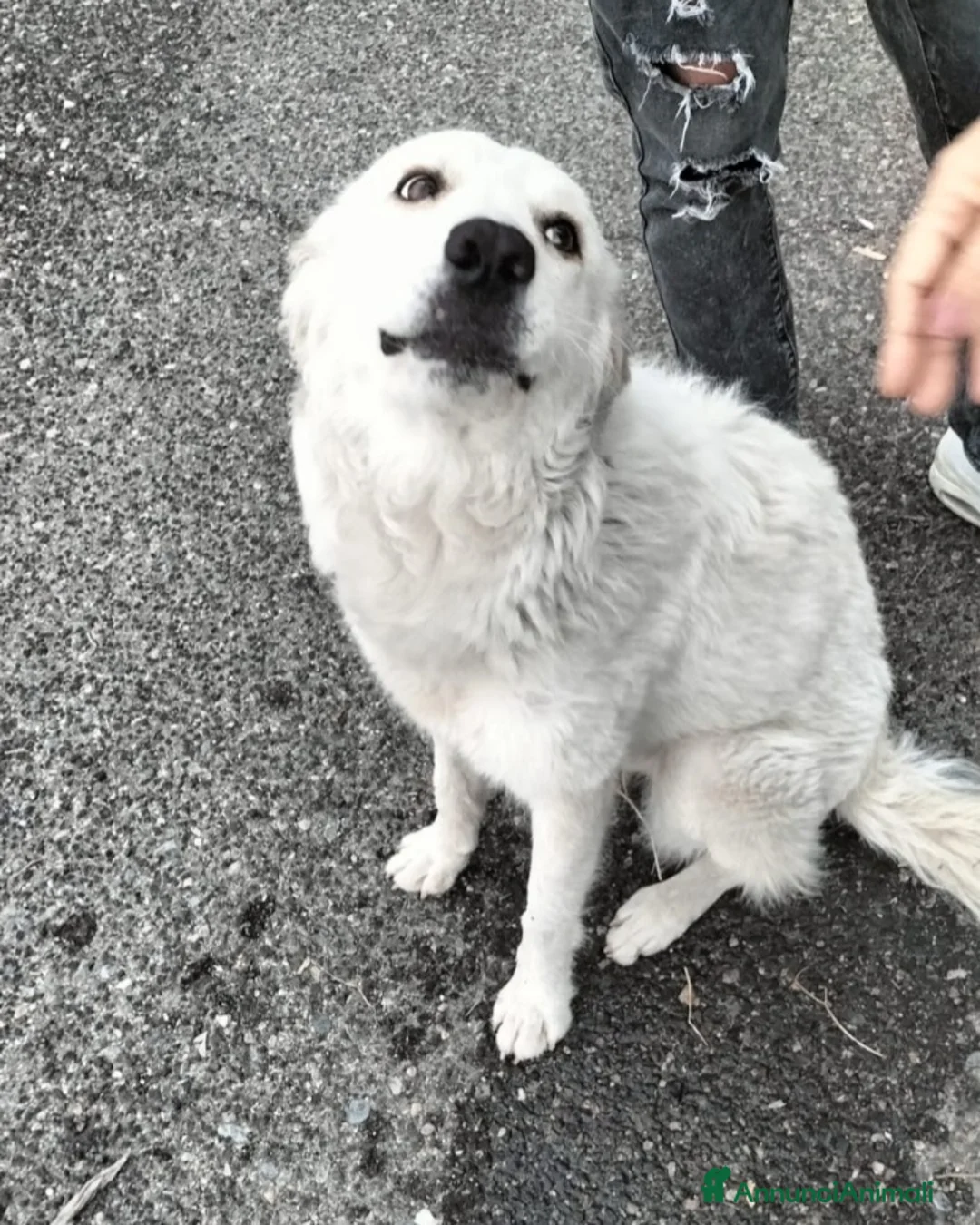 Meticcio cani in regalo: Bianca meno di 1anno kg22 meravigliosa. CATANIA - Annuncio 1