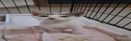 Meticcio gatti in regalo: GATTINE TENERE E GATTA ADULTA - Annuncio 7