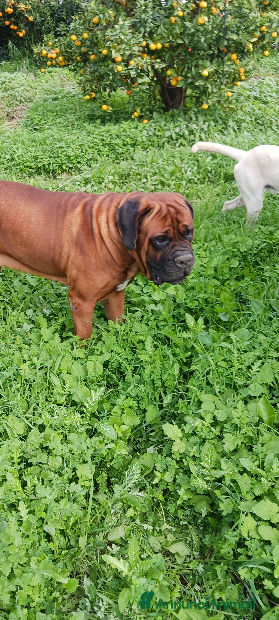 Cane Corso cani per accoppiamento: Cane Corso Disponibile per Monta–Razza originale  - Annuncio 2