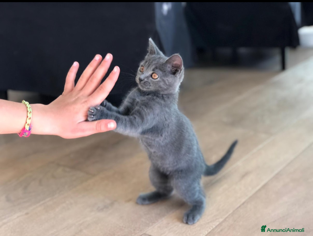 Certosino gatti in vendita: Cuccioli di CERTOSINO PURISSIMI a Metropolitan City of Milan - Immagine 11