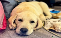 Labrador cani in vendita: Cucciolo Labrador  Giallo Disponibile da subito  a Provincia di Lucca - Immagine 6
