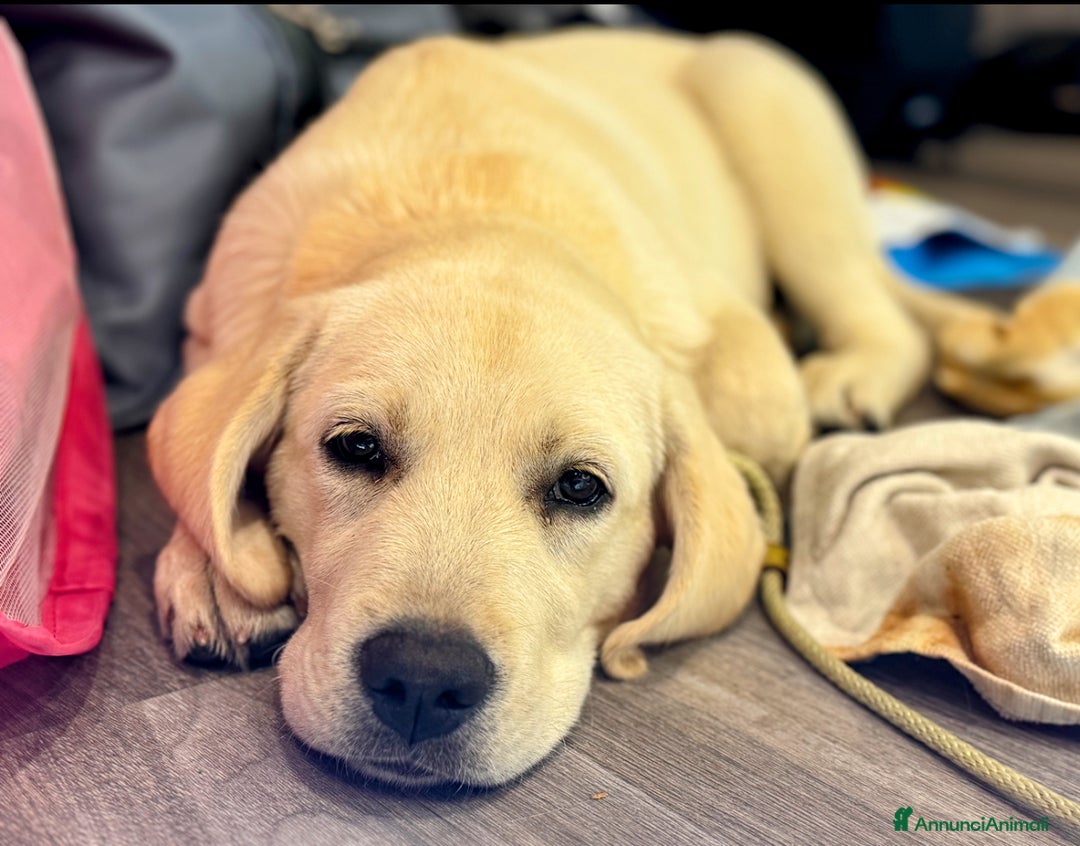 Labrador cani in vendita: Cucciolo Labrador  Giallo Disponibile da subito  a Provincia di Lucca - Immagine 6