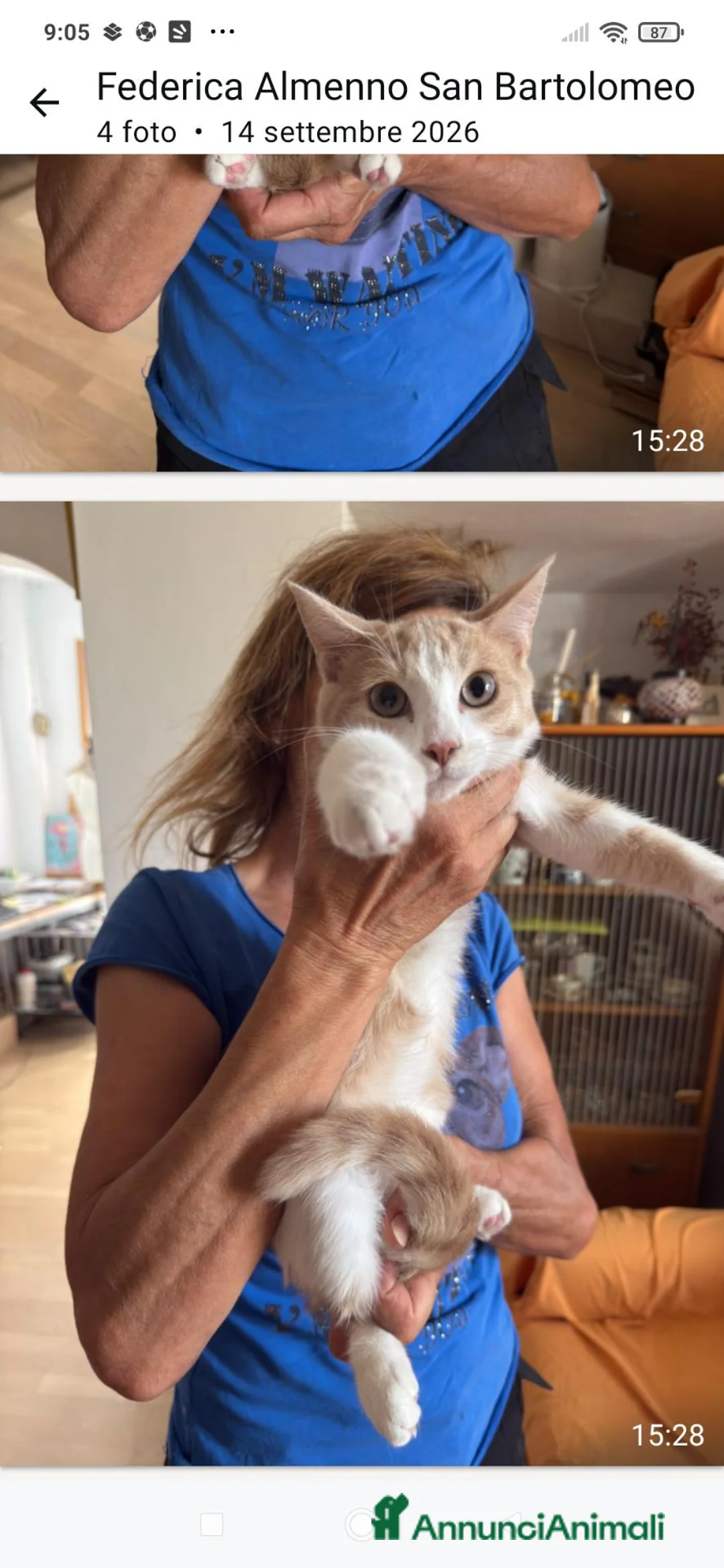 Altre razze gatti in regalo: Micina di quattro mesi cerca casa - Annuncio 3