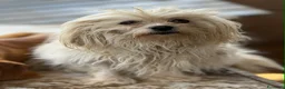 Maltese cani in regalo: LEDA, giovane MALTESE super affettuosa! - Annuncio 3