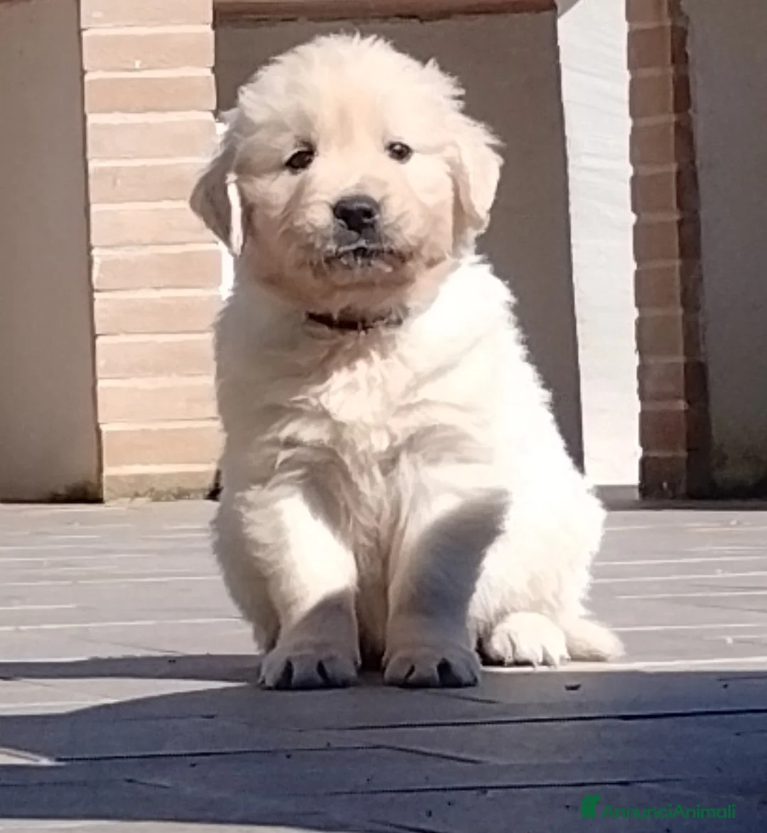 Golden Retriever cani in vendita: Cuccioli di Golden retriever  - Annuncio 1