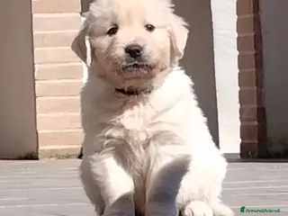 Golden Retriever cani Cuccioli di Golden retriever - Annuncio 12