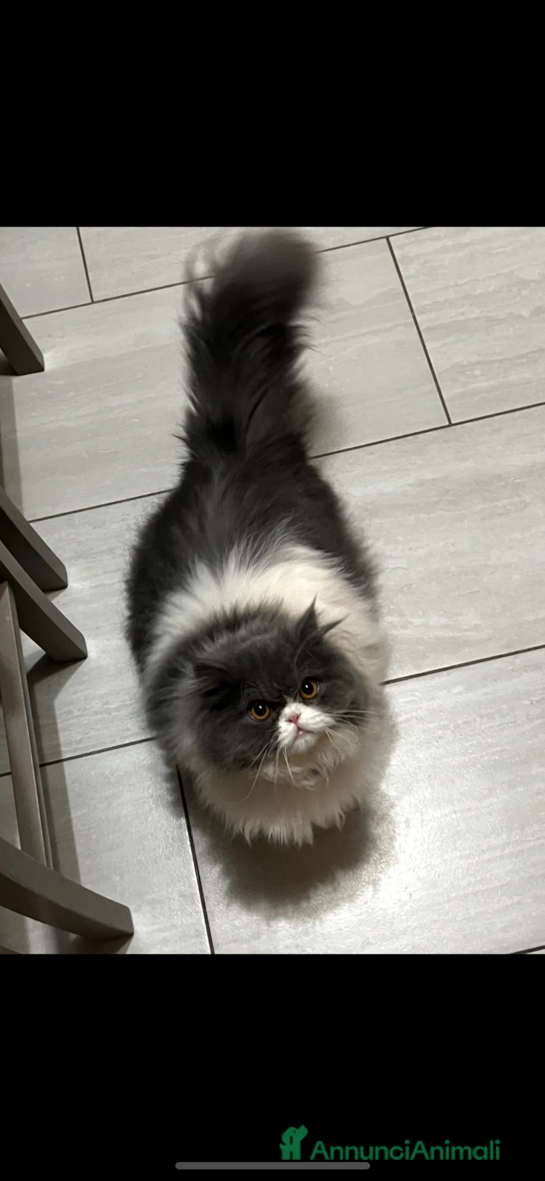 Altre razze gatti in vendita: Licata  - Annuncio 2