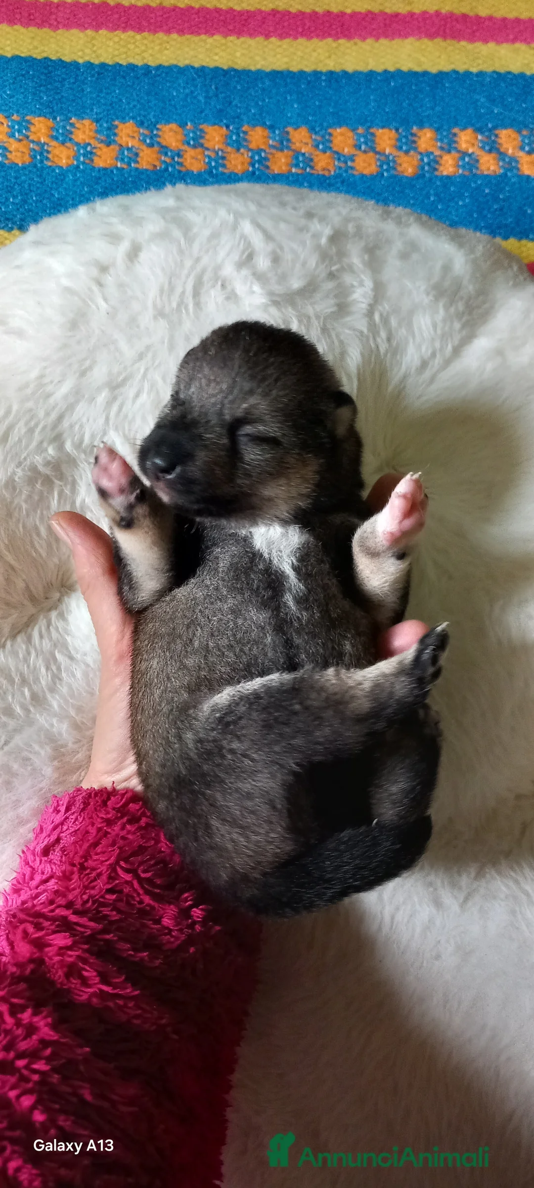 Shiba Inu cani in vendita: Cuccioli shiba inu pedigree  - Annuncio 8