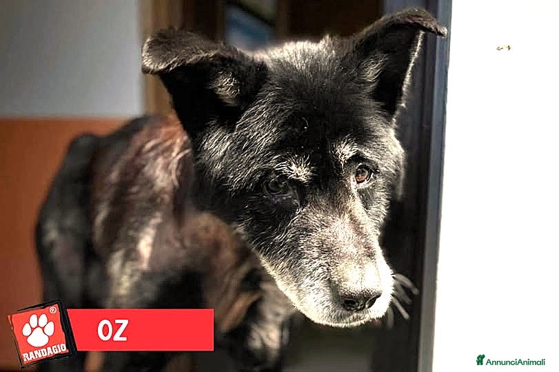 Meticcio cani ADOZ.DEL💔:x lui, 5righe,solo e triste in un box! - Annuncio 12