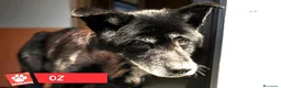 Meticcio cani in regalo: ADOZ.DEL💔:x lui, 5righe,solo e triste in un box! - Annuncio 1