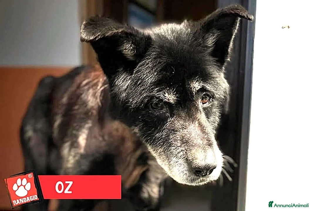 Meticcio cani in regalo: ADOZ.DEL💔:x lui, 5righe,solo e triste in un box! - Annuncio 1