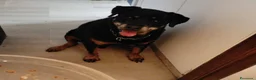 Meticcio cani in regalo: NANUK, adozione del cuore - Annuncio 2