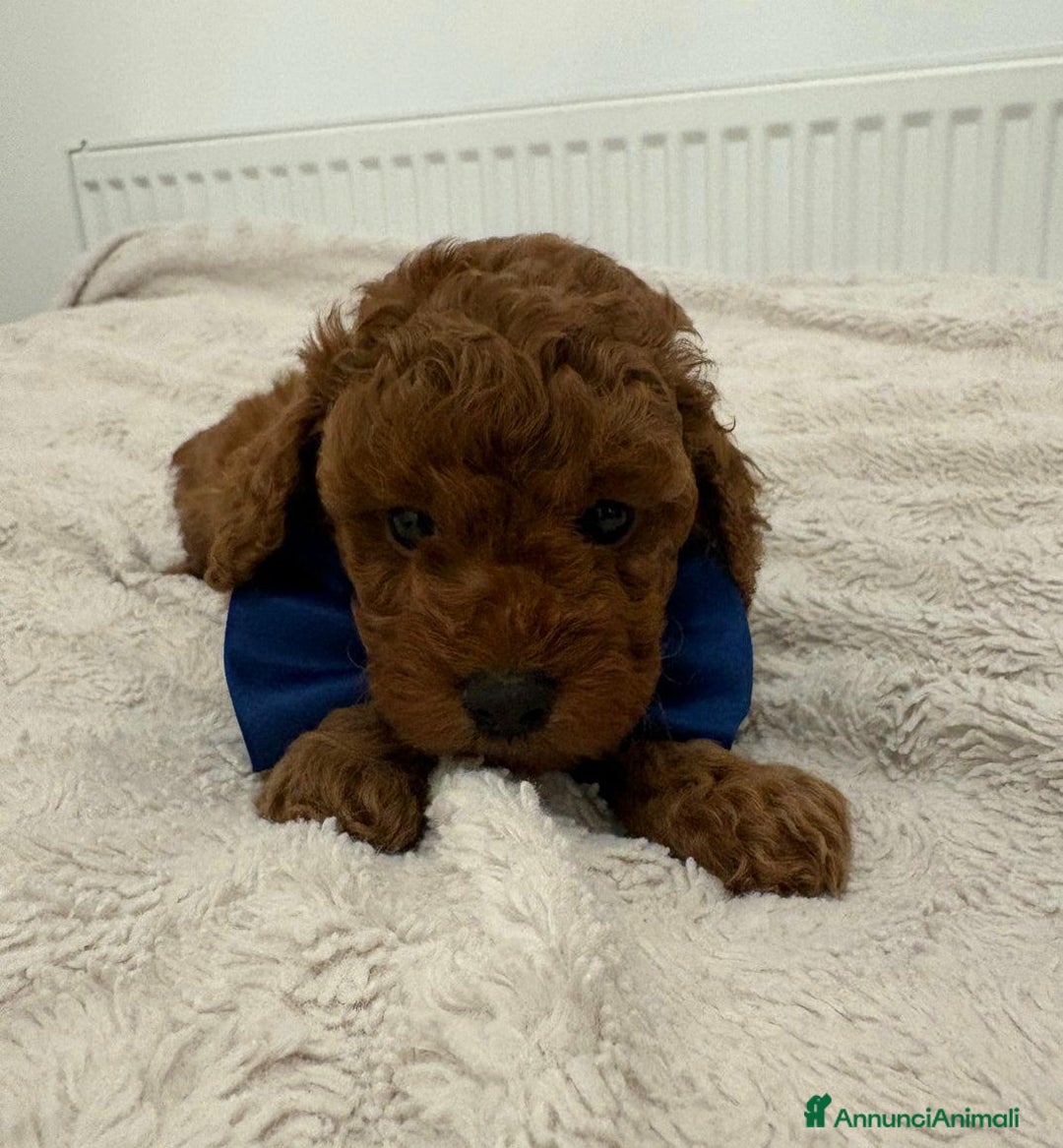 Cockapoo cani in vendita: Cuccioli di Cockapoo F2b disponibili - Annuncio 2