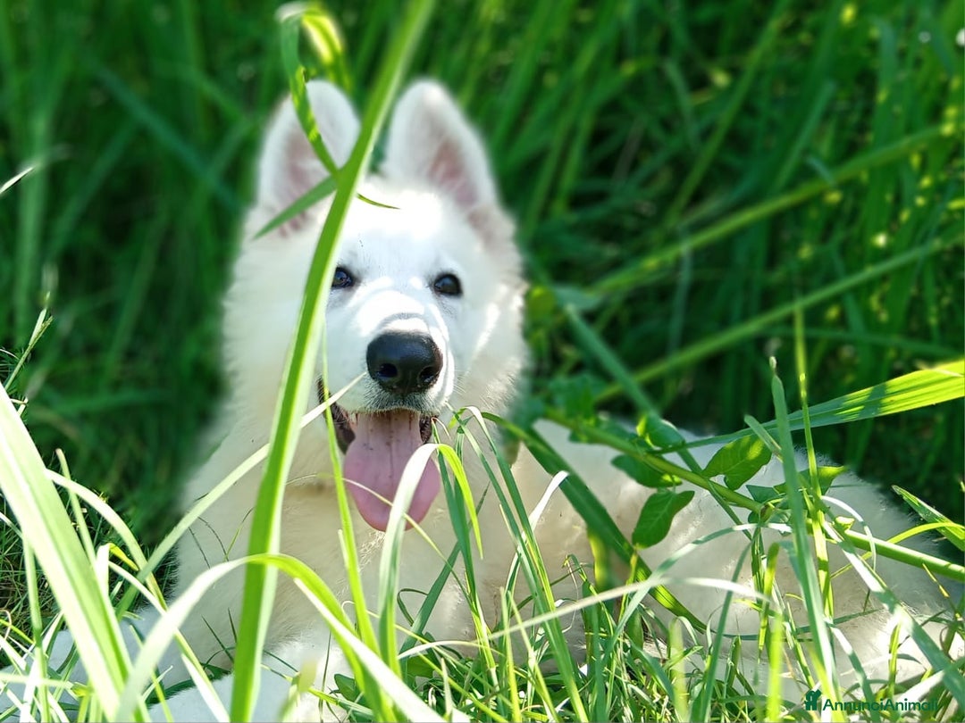 Pastore Svizzero cani in vendita: Ultimo cucciolo pelo lungo - Annuncio 4