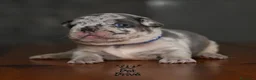 Bulldog Francese cani in vendita: Cuccioli di bulldog francese - Annuncio 16
