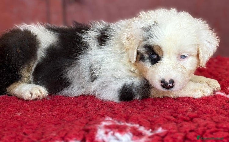 Australian Shepherd cani a Provincia di Vicenza - Annuncio 17