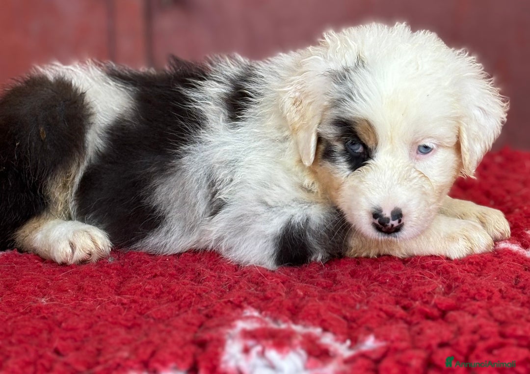 Australian Shepherd cani in vendita: Femmina blue Merle - Ruth a Provincia di Vicenza - Immagine 1