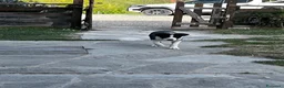 Border Collie cani in vendita: Cuccioli border collie a pelo corto  a Città Metropolitana di Bologna - Annuncio 11