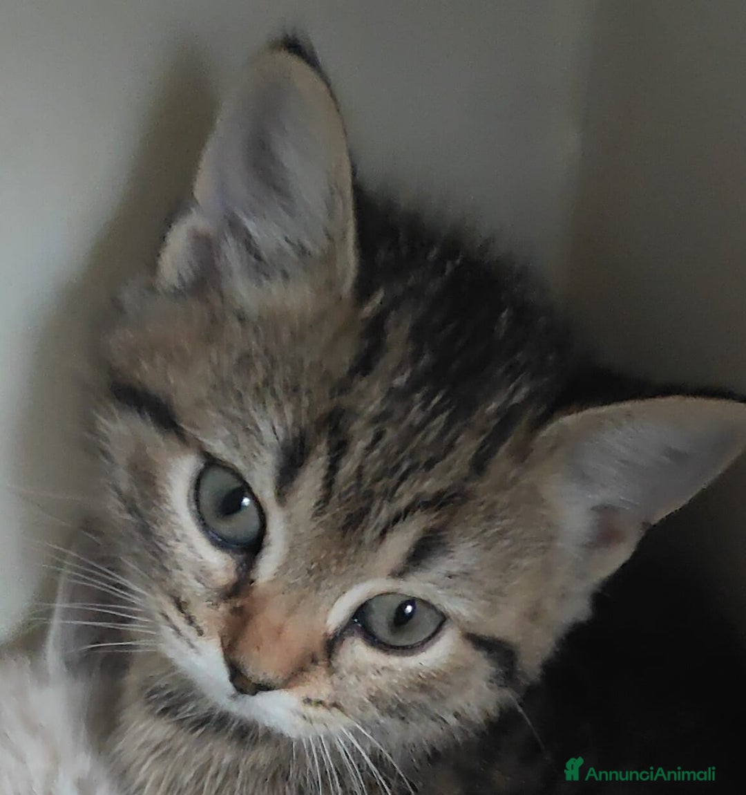 Meticcio gatti in vendita: Gattini - Annuncio 5