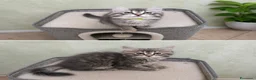 Siberiano gatti in vendita: Ultimi due cuccioli gattini siberiani pedigreeENFI - Annuncio 4
