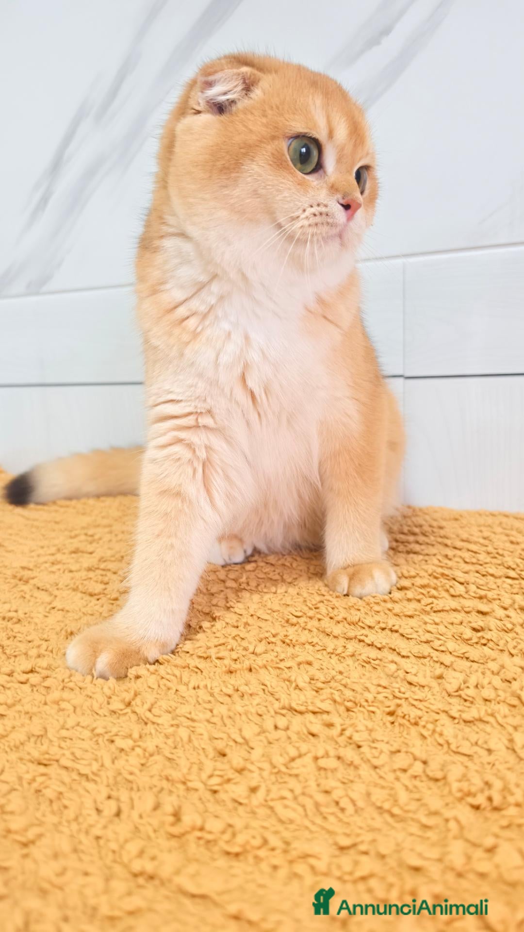 Scottish gatti Scottish Fold  - Annuncio 7