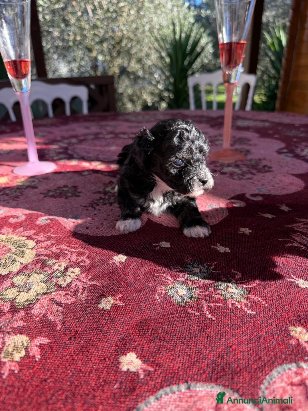 Barboncino Toy cani in vendita: Barboncini toy  - Annuncio 2