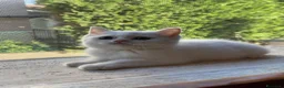 British gatti in vendita: 🐾 I piccoli gattini pelosi e adorabili  - Annuncio 6