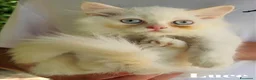 Persiano gatti in vendita: Cuccioli Persiani Doll Face a Provincia di Lucca - Annuncio 6