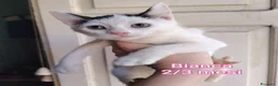 Europeo gatti in regalo: ADOTTA UN GATTINO! a Provincia di Reggio Emilia - Annuncio 6