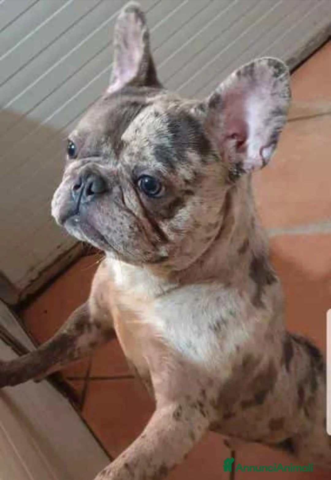 Bulldog Francese cani in vendita: Bulldog francese femmina  a Città Metropolitana di Torino - Annuncio 2