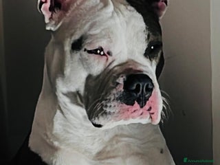 American Staffordshire cani Cuccioli amstaff - Annuncio 2