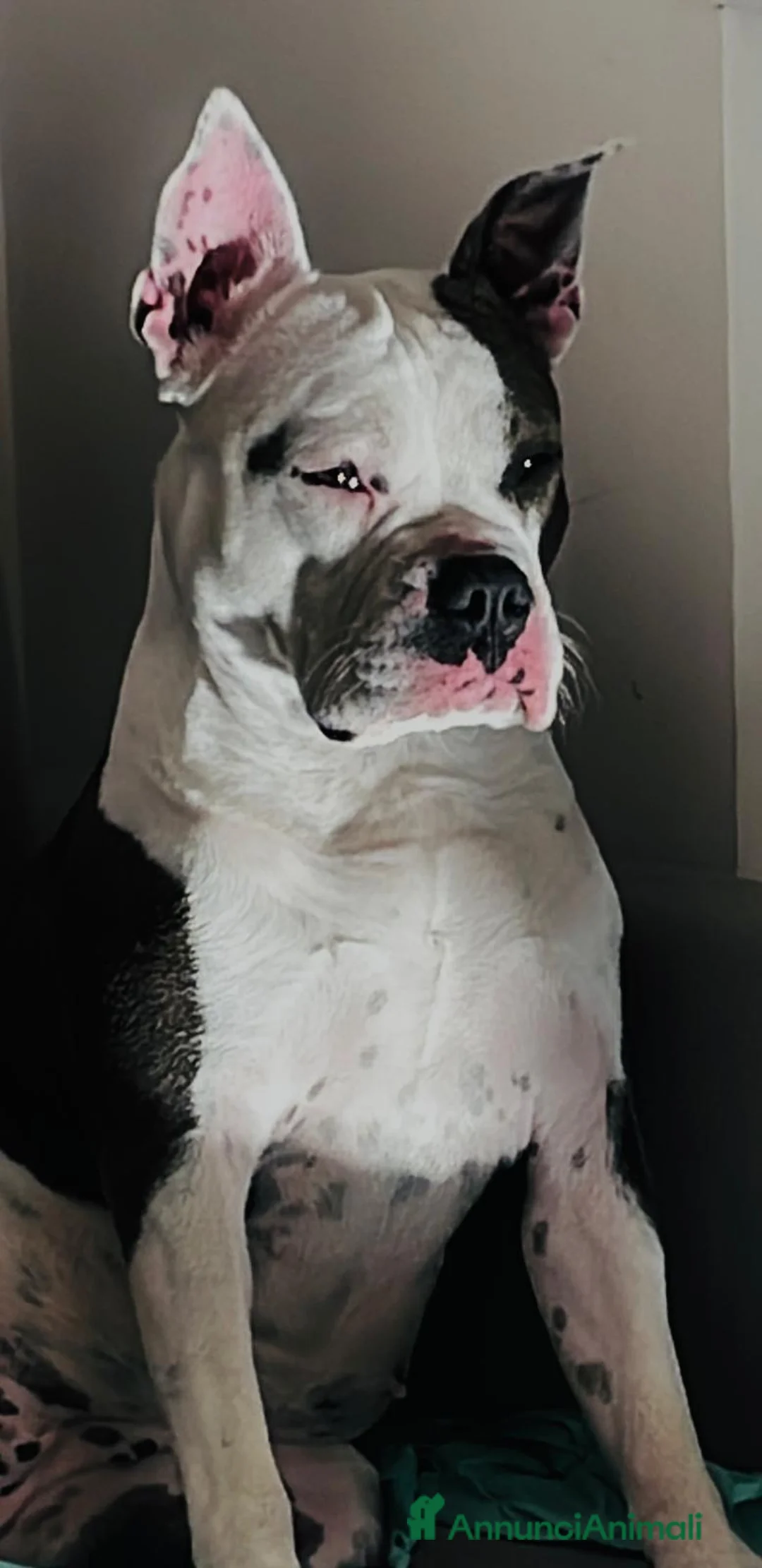 American Staffordshire cani in vendita: Cuccioli amstaff - Annuncio 1