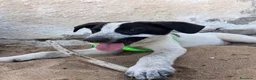 Meticcio cani in regalo: Mulan a Libero consorzio comunale di Trapani - Annuncio 4