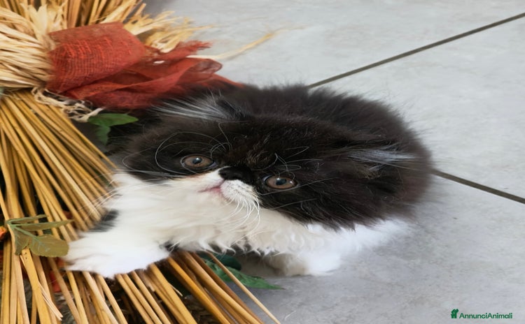 Persiano gatti a Provincia di Mantova - Annuncio 3
